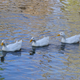 Illustration for article titled Got My Ducks In A Row